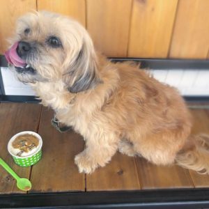 dog-friendly-downtown-cary-fresh-local-ice-cream