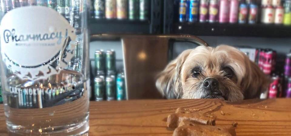 dog-friendly-downtown-cary-pharmacy-bottle-beverage